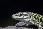 Il Drago Il Drago