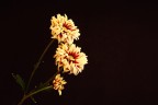 margherite...