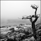 Ghost Tree Ghost Tree