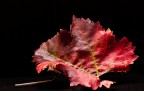 Nikon D90+55-200+SB700
1/125 s f11 ISO400