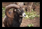 Muflone