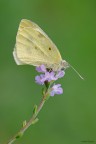 Pieris brassicae
Dati exif: ISO 100 - f/13 - 1/5 sec. - luce naturale - cavalletto - scatto remoto - plamp

[url=http://img717.imageshack.us/img717/6443/cavolaia3000px.jpg] Alta risoluzione 3000px [/url]
Graditi commenti e critiche
Max