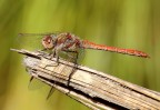 Sympetrum Striolatum Sympetrum Striolatum