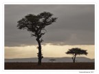 Alberi e nuvole