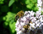 Che cerchi piccola sui fiori? Forse la loro bellezza? Il loro
profumo? Non sai che tutta la natura  un miracolo? Tu stessa sei un miracolo.   Amici vive cordialit a chiunque
 si fermer ad osservare la mia foto. CIAO dal vercchissimo
 Carlino  due