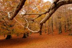 Autunno. Autunno.