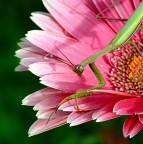 *** L'ombra *** *** L'ombra ***