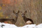 Caprioli autunnali Caprioli autunnali