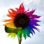 Girasole arcobaleno Girasole arcobaleno