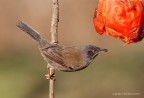 Occhiocotto (Sylvia melanocephala), c & c sono graditi, 
Canon 1 D Mk IV, 400mm, iso 320, 1/500s, f/8, -0.33 eV
 [url=http://img515.imageshack.us/img515/9862/occhiocottosylviamelano.jpg]Clicca qui per la versione ad alta risoluzione![/url]