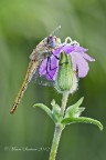 Sympetrum-fonscolombii-femmina Sympetrum-fonscolombii-femmina