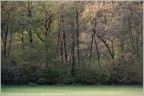 La citt degli alberi...