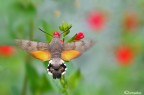 Macroglossum stellatarum - lato B Macroglossum stellatarum - lato B