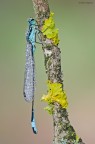 Damigella
