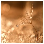 al tramonto... al tramonto...