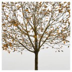 untitled fall untitled fall