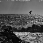 Il gabbiano Il gabbiano