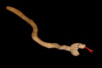*** Ligneus Viper *** *** Ligneus Viper ***