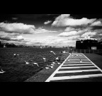 Gabbiani in Anversa Gabbiani in Anversa