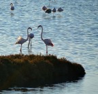 Fenicotteri in valle Fenicotteri in valle