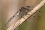 Libellula