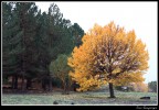 giallo giallo