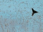 Walking in the Texture