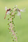 Sympetrum Fonscolombii, masculo e fimmana Sympetrum Fonscolombii, masculo e fimmana