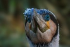 Cormorano
