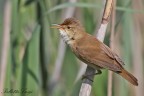 Cannaiola(Acrocephalus scirpaceus)