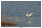 Airone bianco maggiore, sul ghiaccio