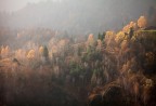 Morning light on autumnal colours Morning light on autumnal colours