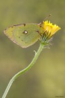 Colias Colias