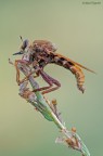 Asilide