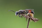 Ammophila Procera 
Graditi commenti e critiche. Grazie.
Ciao
t0.3, f14 180mm
[url=http://postimage.org/image/9r1k1kanz/full]Versione a 1800[/url]