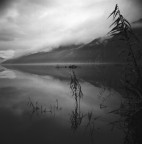 Vegetazione Vegetazione