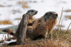 Marmotta # 11 Marmotta # 11