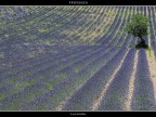 Provenza # 14 - Lavanda Provenza # 14 - Lavanda