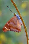 Apatura ilia Denis & Schiff., 1775 Apatura ilia Denis & Schiff., 1775