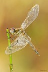 Sympetrum fonscolombii
Dati exif: ISO 100 - f/11 - 1/13 sec. - esp. +0.3 - luce naturale - cavalletto - scatto remoto - plamp

[url=http://img692.imageshack.us/img692/4433/sympetrumfonscolombii35.jpg] Alta risoluzione 3500px [/url]

Graditi commenti e critiche
Max