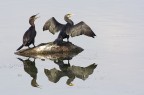 Cormorani Cormorani