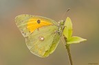 Colias crocea
ISO 100 - f/13 - 1/10 sec. - esp. +0.7 - luce naturale - cavalletto - scatto remoto - plamp
[url=http://img7.imageshack.us/img7/7796/coliascrocea2500.jpg]Alta risoluzione 2500px[/url]

Graditi commenti e critiche
Max