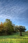 Il cielo, l'ulivo, il bosco Il cielo, l'ulivo, il bosco