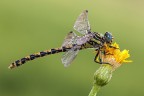 Onychogomphus uncatus Onychogomphus uncatus