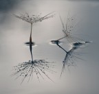 0o°O 0o°O