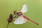Sympetrum fonscolombii (m) Sympetrum fonscolombii (m)