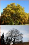 Stesso albero stagione diversa