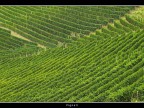 Vigneti Vigneti