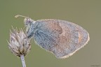 Coenonympha pamphilus
Dati exif: ISO 100 - f/16 - 0,8 sec. - luce naturale - cavalletto - scatto remoto - plamp

[url=http://img211.imageshack.us/img211/5682/satiride2500px.jpg] Alta risoluzione 2500px [/url]

Graditi commenti e critiche
Max