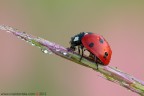 Coccinella septempunctata (Linnaeus, 1758) Coccinella septempunctata (Linnaeus, 1758)